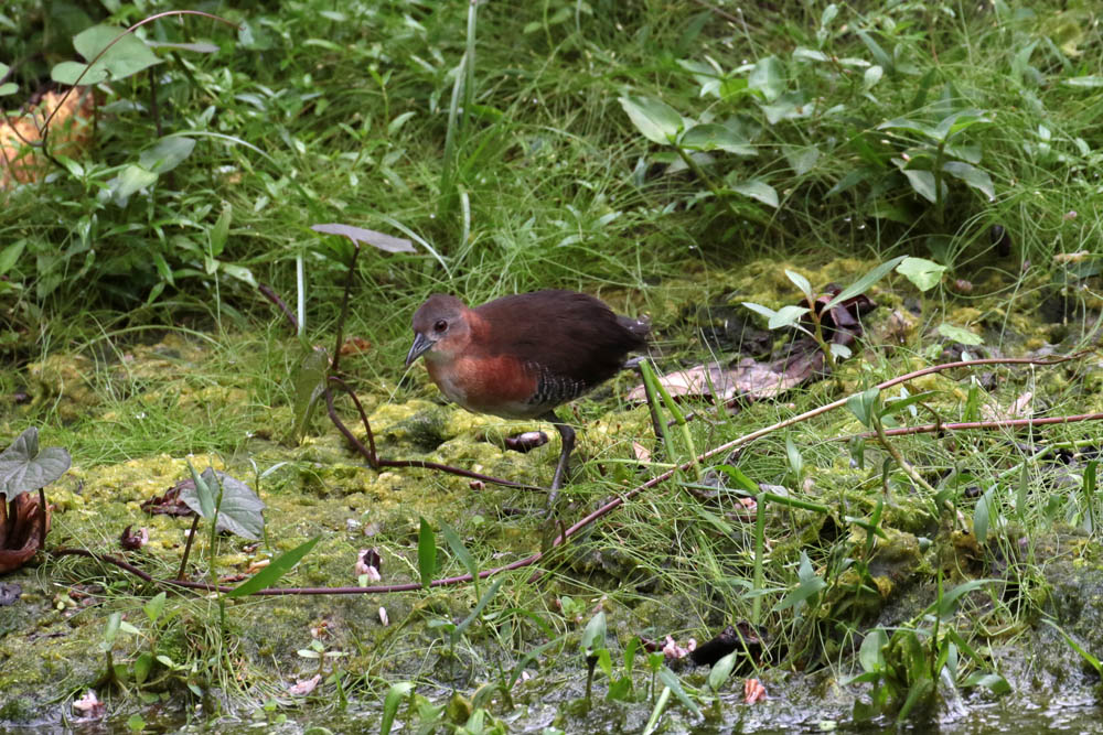 White-throated Crake